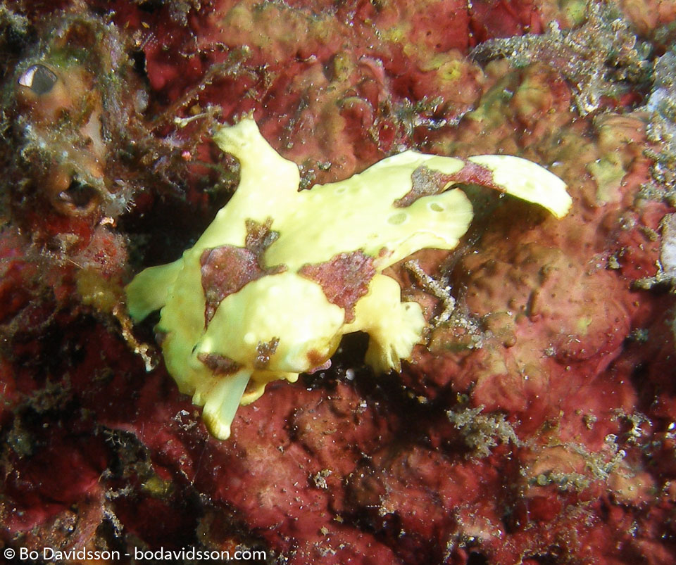 BD-080330-Lembeh-3302282-Antennarius-maculatus-(Desjardins.-1840)-[Warty-frogfish].jpg